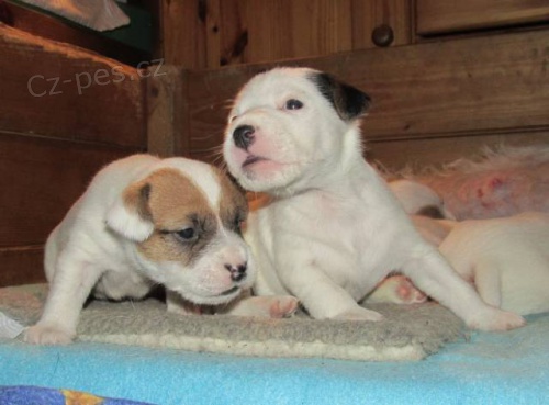 Parson russel terier - �t��ata s PP