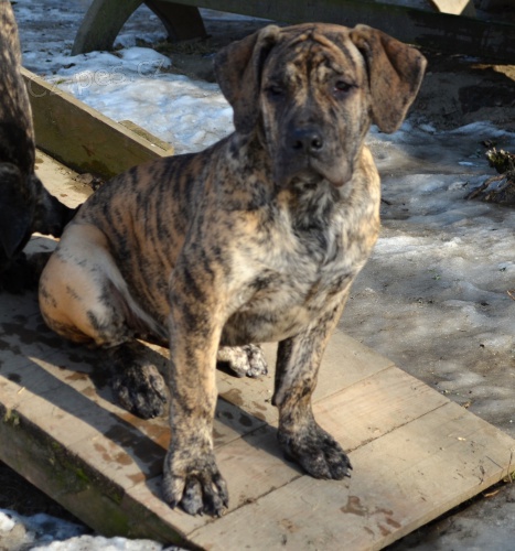 Boerboel PP - fene�ka ji� k odb�ru