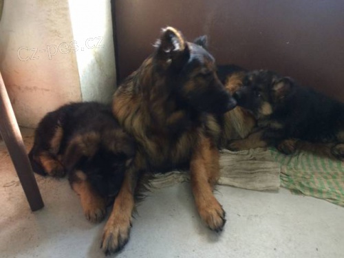 �t�n� N�meck�ho ov��ka