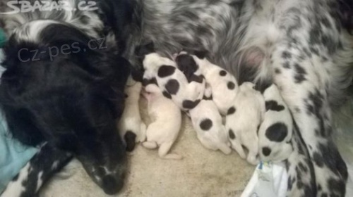 Velk� munsterlandsk� oha�