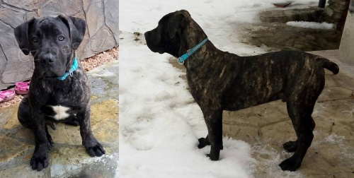 Boerboel �t��ata s PP na prodej