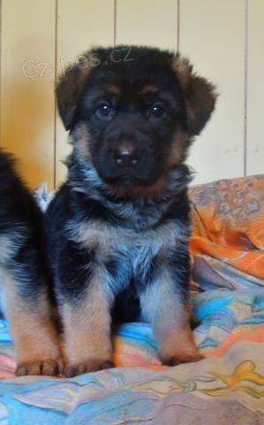 Prod�m �t���tka N�meck�ho ov��ka s PP