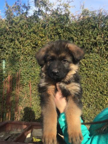 �t�n� N�meck�ho Ov��ka