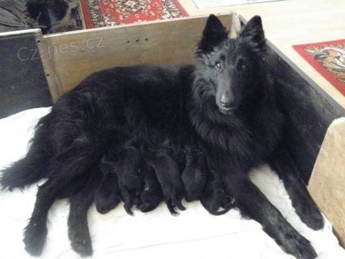 Belgick� ov��k Groenendael s PP