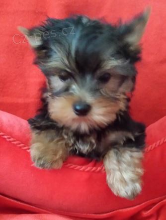 Jork��r teri�r-�t���tka s PP