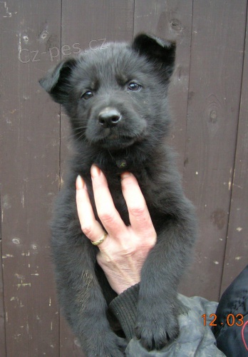 N�meck� ov��k - �t��ata