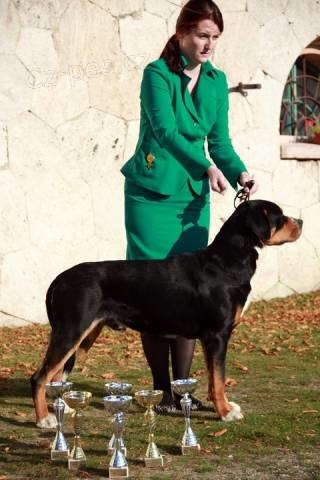 Entlebu�sk� sala�n�cky pes