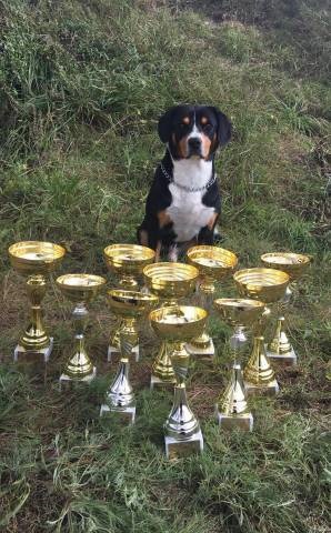 Entlebu�sk� sala�n�cky pes