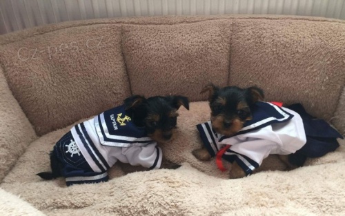 York��rsk� teri�r na prodej s PP