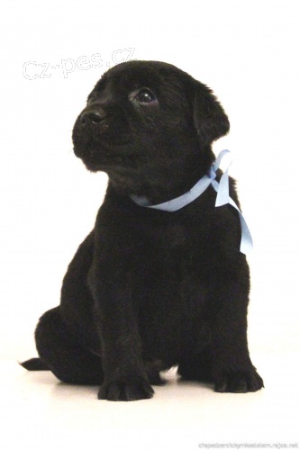 Labrador smetanov� a �ern� �t���tka s PP