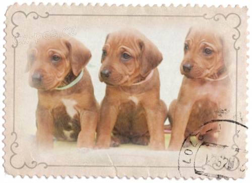 Rhod�sk� ridgeback  - �t���tka s PP