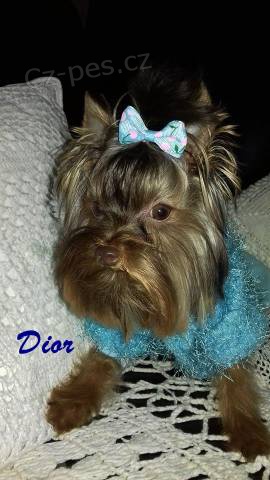 �okol�dov� jork��rek s PP mali�k�