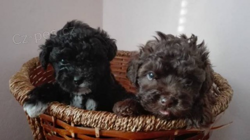 Bolo�sk� ps�k barevn� s PP/rusk� barevn� bolonka