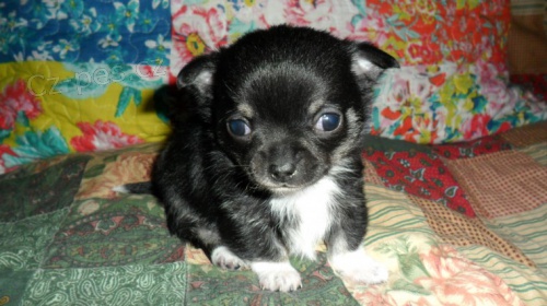 �ivava na prodej bez PP