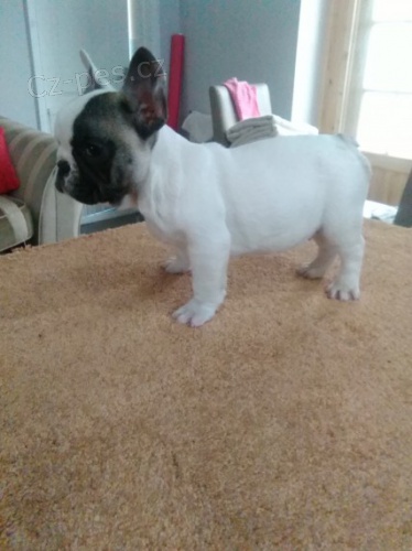 Francouzsk� buldo�ek