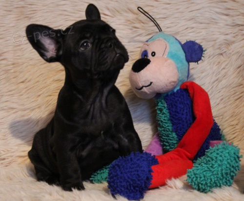 Francouzsk� buldo�ek na prodej bez PP