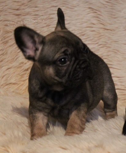 Francouzsk� buldo�ek pes ke kryt� s PP