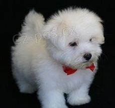 Malt�zsk� ps�k