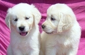 Zlat� retr�vr na prodej bez PP