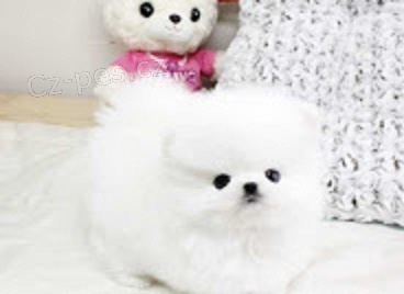 Pomeranian �t��ata pro p�ijet�