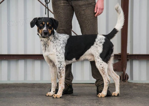 Pes ke kryt� - Hit Man