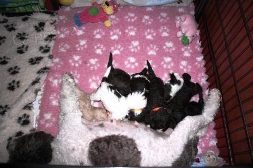 Lagotto Romagnolo - Roma�olsk� vodn� pes