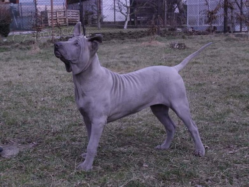 Thajsk� Ridgeback