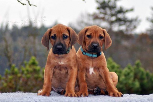 Rhod�sk� Ridgeback s PP