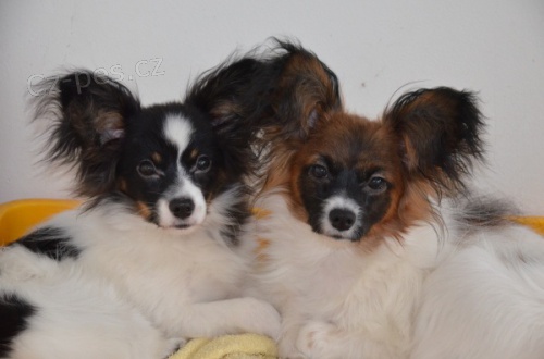 Papillon - mot�lek