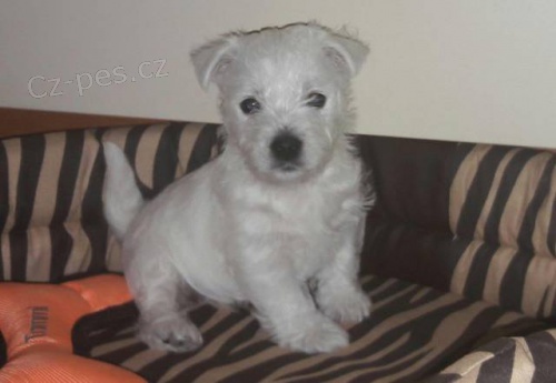 Kr�sn� �t��ata West�k�