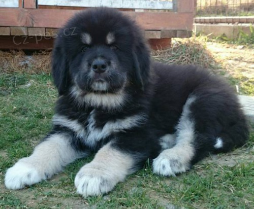 Tibetsk� doga - �t���tka k odb�ru