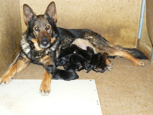 N�meck� ov��k, �t��ata s PP