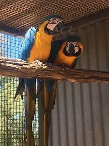 Nab�dka Deti Zlat� A Modr� Papou�ci