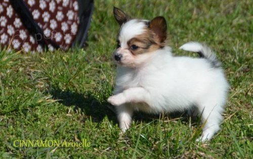 N�dhern� �t�n� Papillona s PP