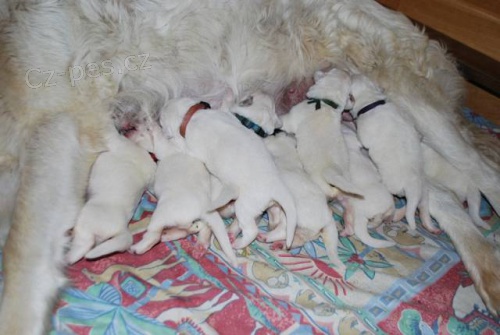 Slovensk� �uva� s PP