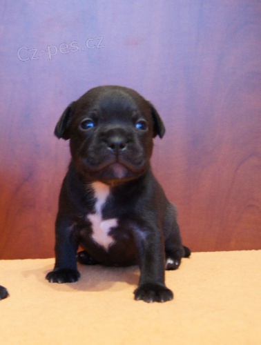 �t���tka - Staford��rsk� bullteri�r