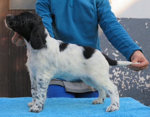 Velk� m�nsterlandsk� oha�