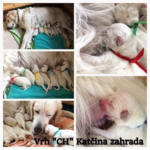 Slovensk� �uva� s PP