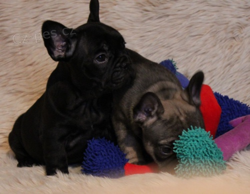 Francouzsk� buldo�ek