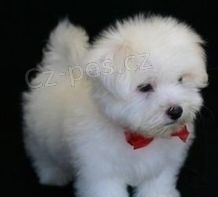 Malt�zsk� ps�k