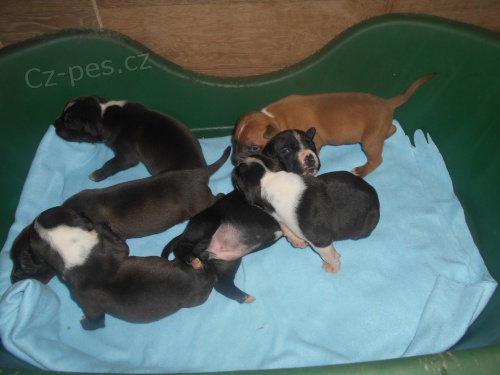 Americk� Staford��rsk� teri�r - �t���tka