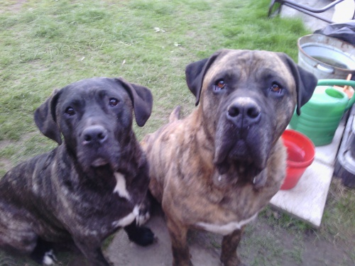 �t��ata Kan�rsk� Dogy