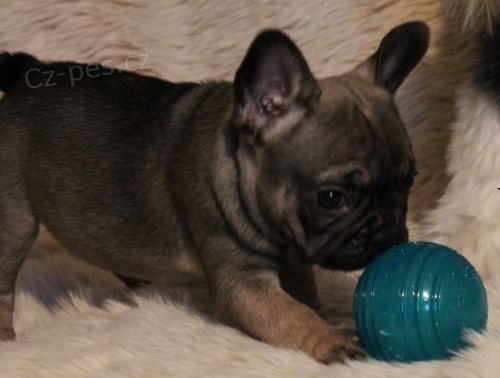 Francouzsk� buldo�ek