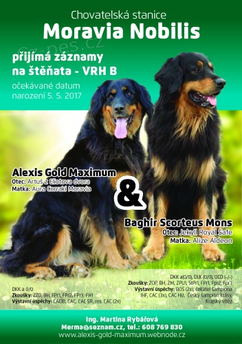 Hovawart - �t���tka