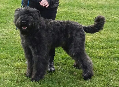 Flandersk� Bouvier - Zad�m �t��ata s PP