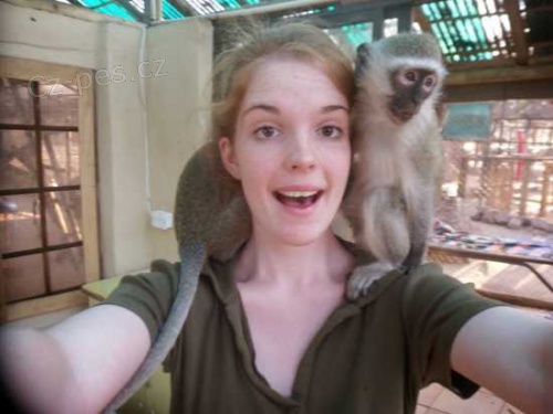 Sladk� Kapuc�nsk�  opice pro prodej 