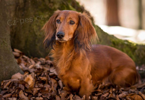 Nab�z�m pejska ke kryt�