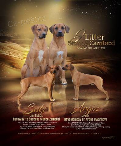 Rhodesian ridgeback �t��ata s PP