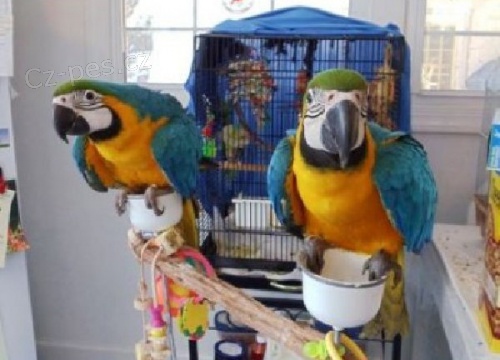 Ara Ararauna papou�ci s doklady