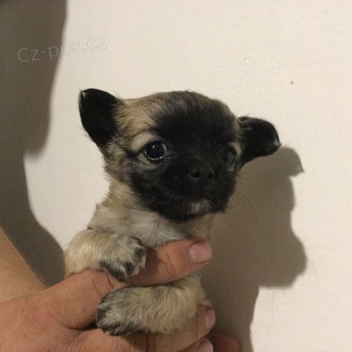 �ivava �t���tka-ps�ci zlat�, plav� i b�l� se znaky